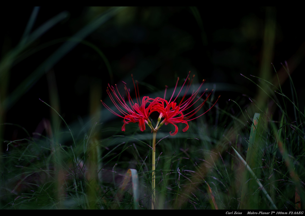 一輪の花