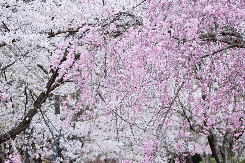 White and pink(Sakura)