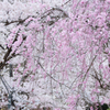 White and pink(Sakura)