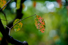 Leaf of Persimmon