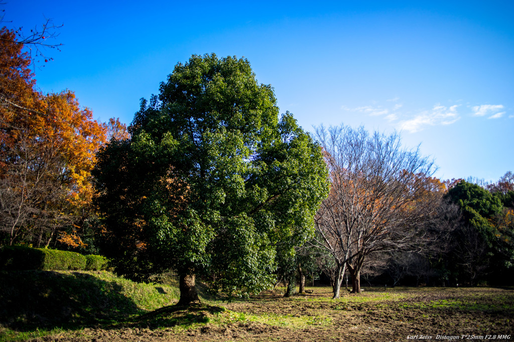 Green tree (2)