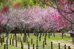 In forest of the plum of Nara (3)