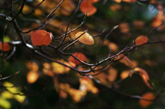 Autumn color (lonely)