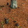 Fallen leaf(9)