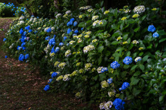 The scenery that the hydrangea blooms