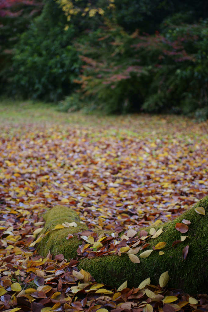 Dead leaves