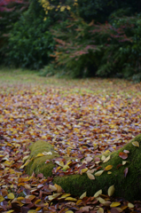 Dead leaves