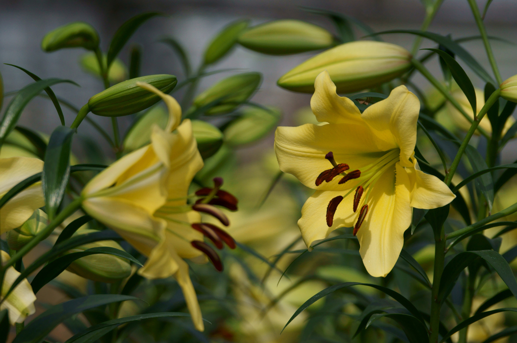 The lily (bud and flower)