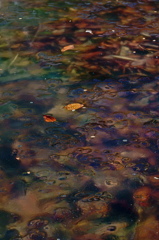 Bottom of the ice