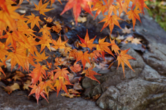 Colored leaves (2)