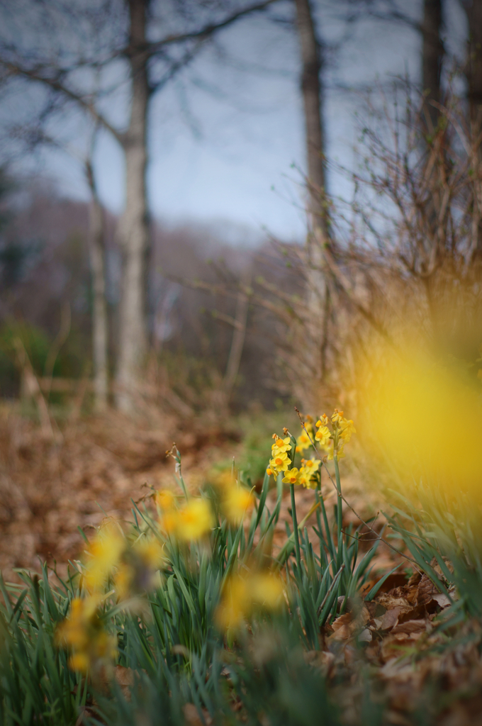 On the stroll road(roadside)