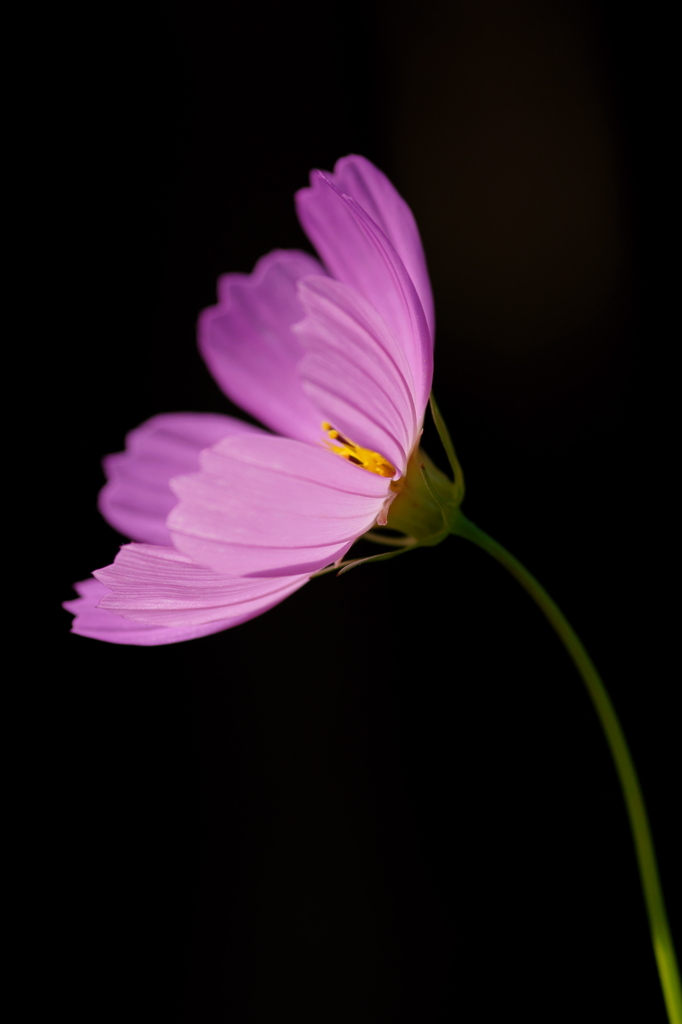 秋桜 (吹かれて)