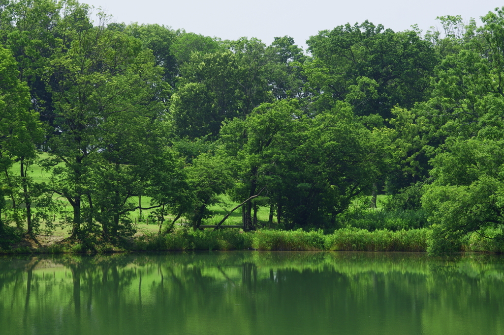 緑の季節