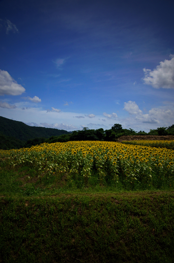 Sunflower field