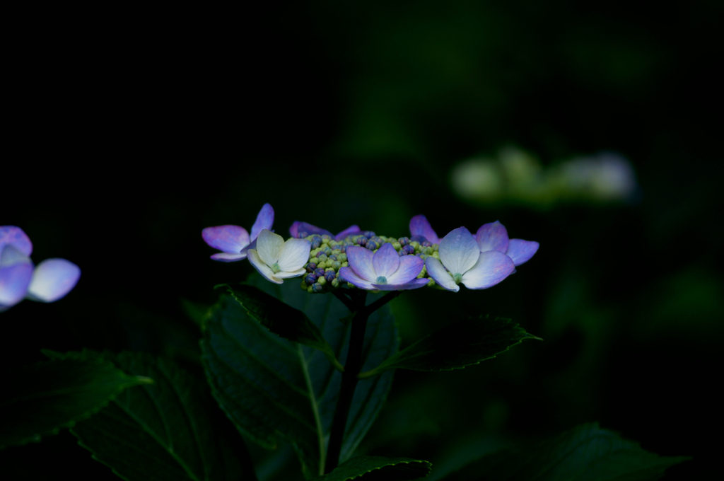 Light petal