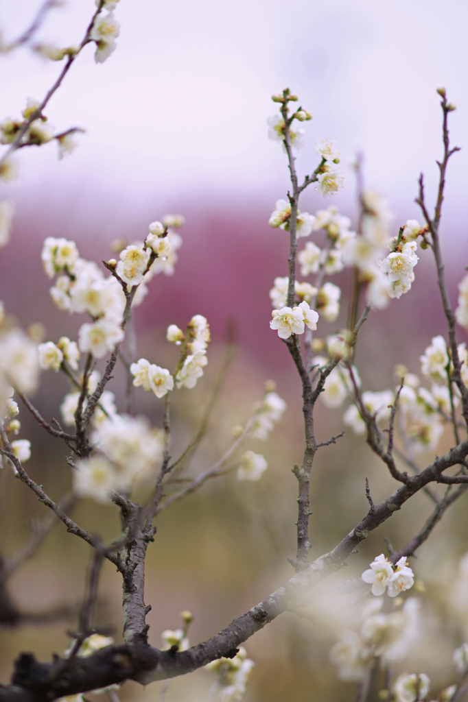 In forest of the plum of Nara (2)