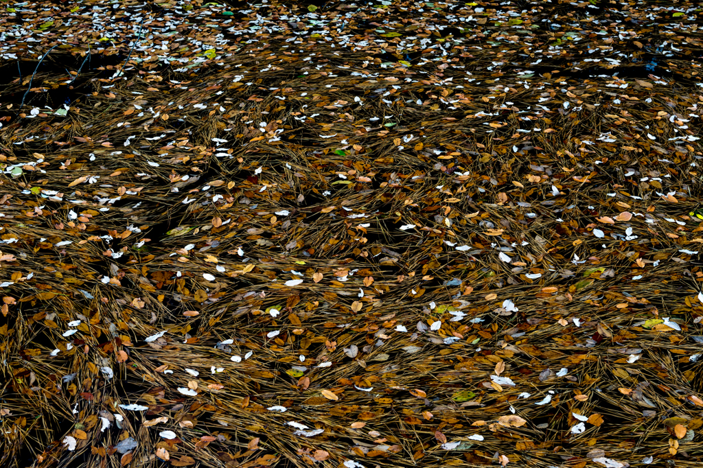 Fallen leaf(8)