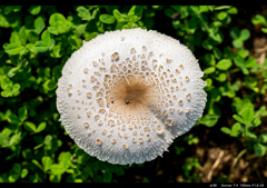 Umbrella of the mushroom