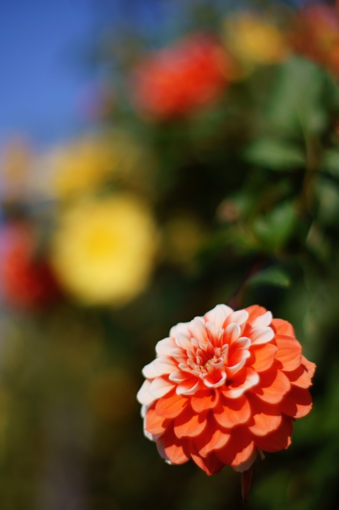I like Bokeh_5