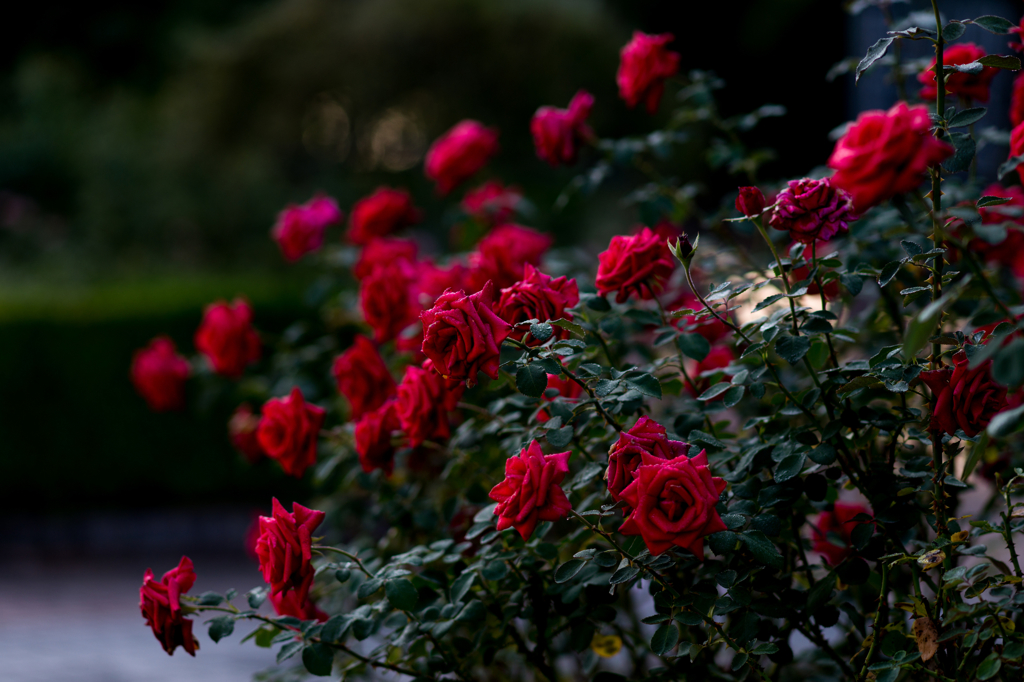Red rose