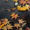 Fallen leaf(7)