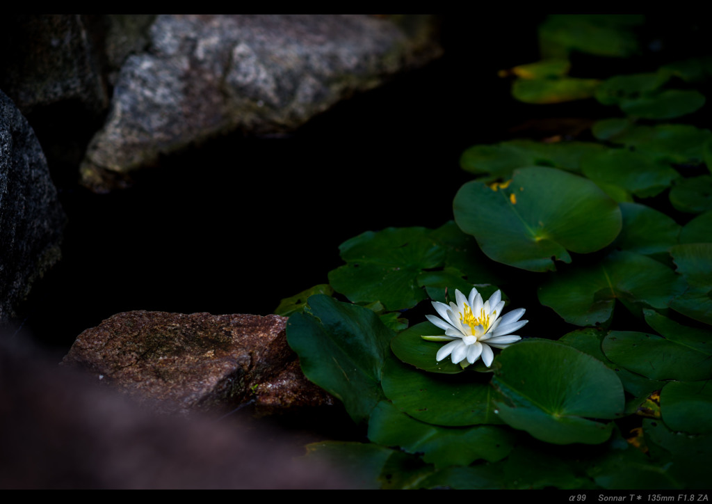 花一輪