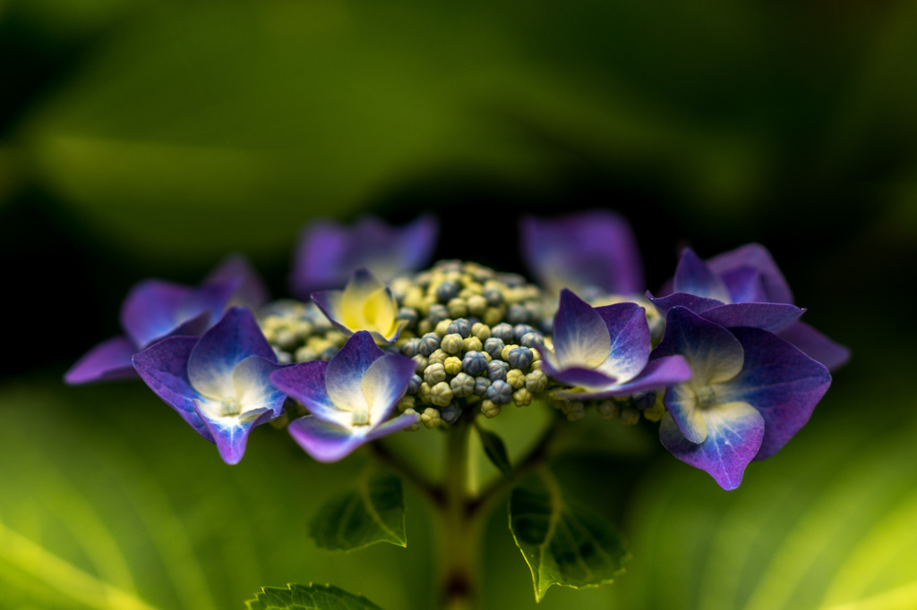 Purple（紫）