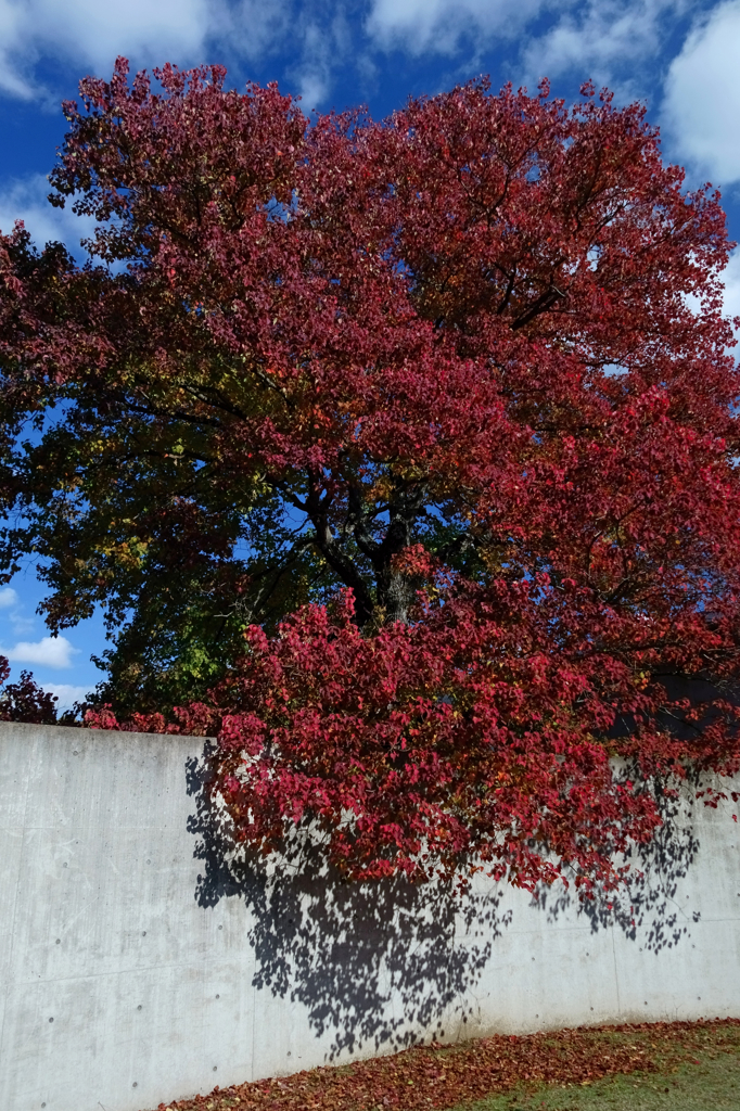 In autumn (rouge)