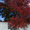 In autumn (rouge)