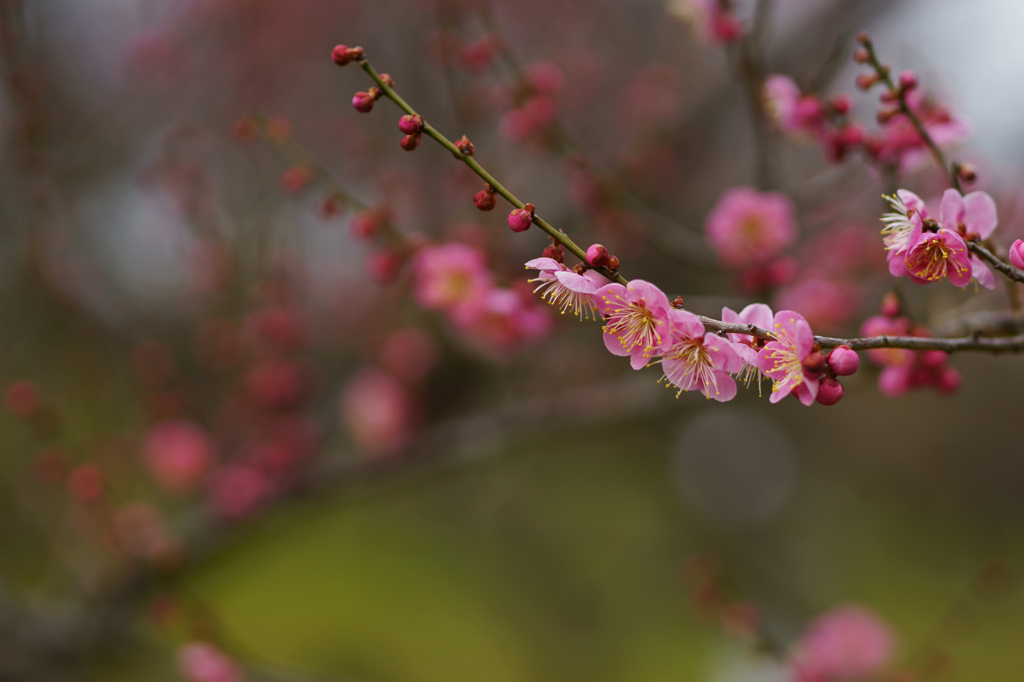 flower of a plum (pink)