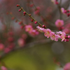 flower of a plum (pink)