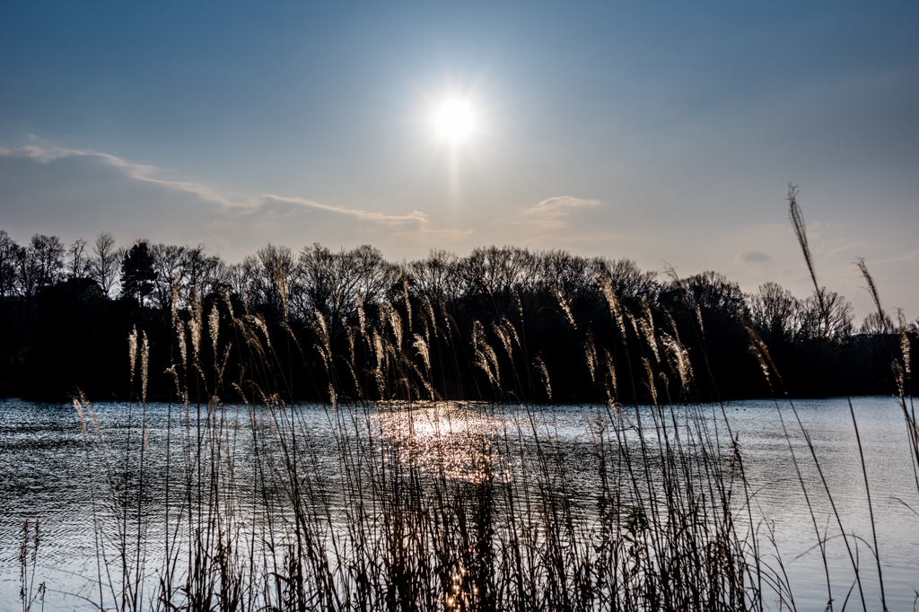 Winter Japanese Miscanthus