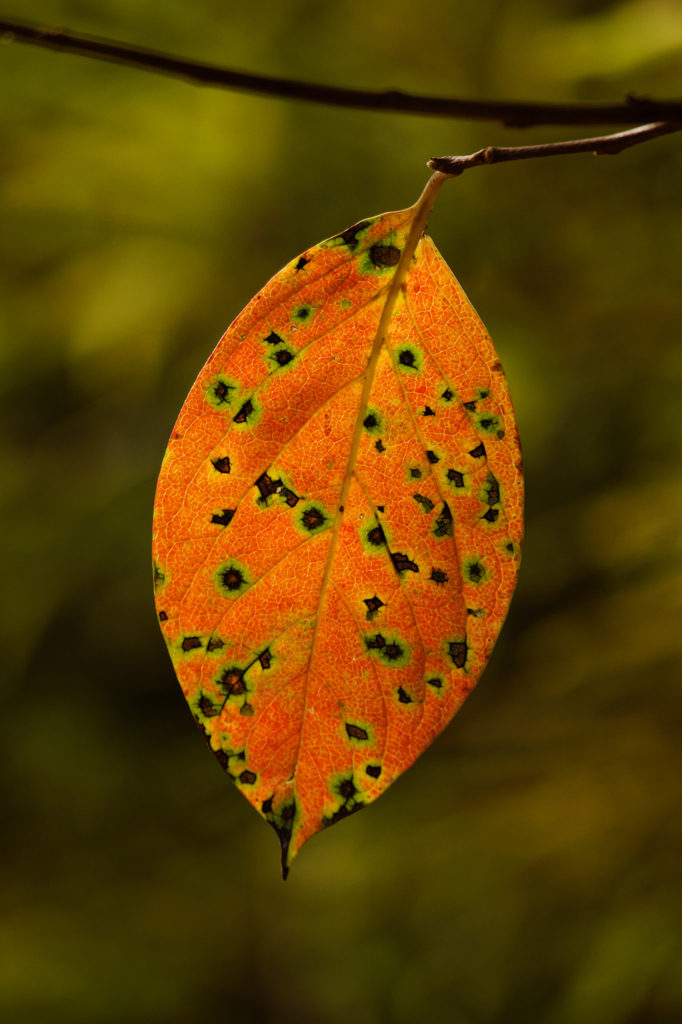 Leaf of persimmon