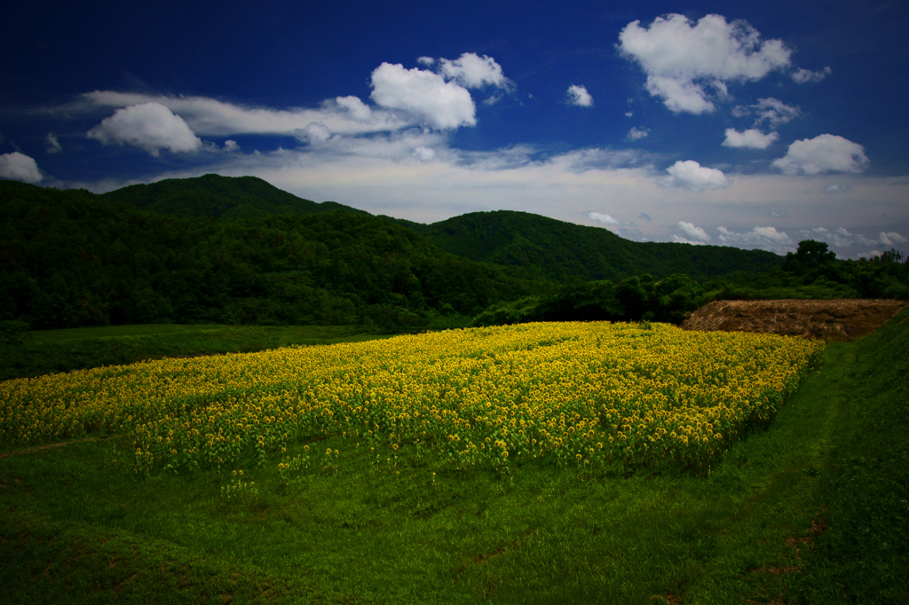 Day of color in summer