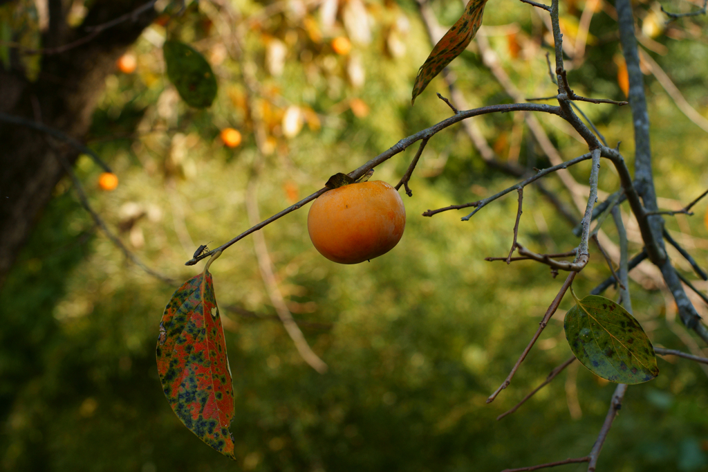 The fruit of autumn