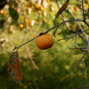 The fruit of autumn