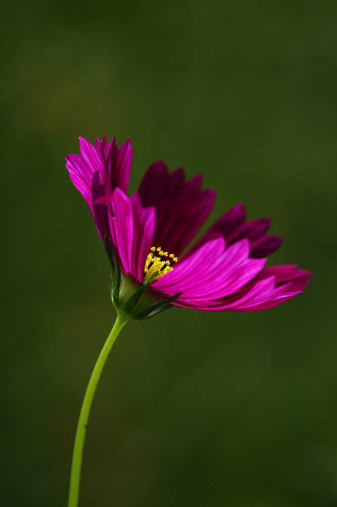 Cosmos