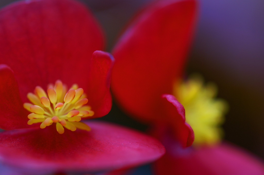 Gentle pistil