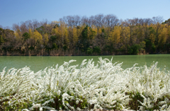 Snow of the flower (雪柳)
