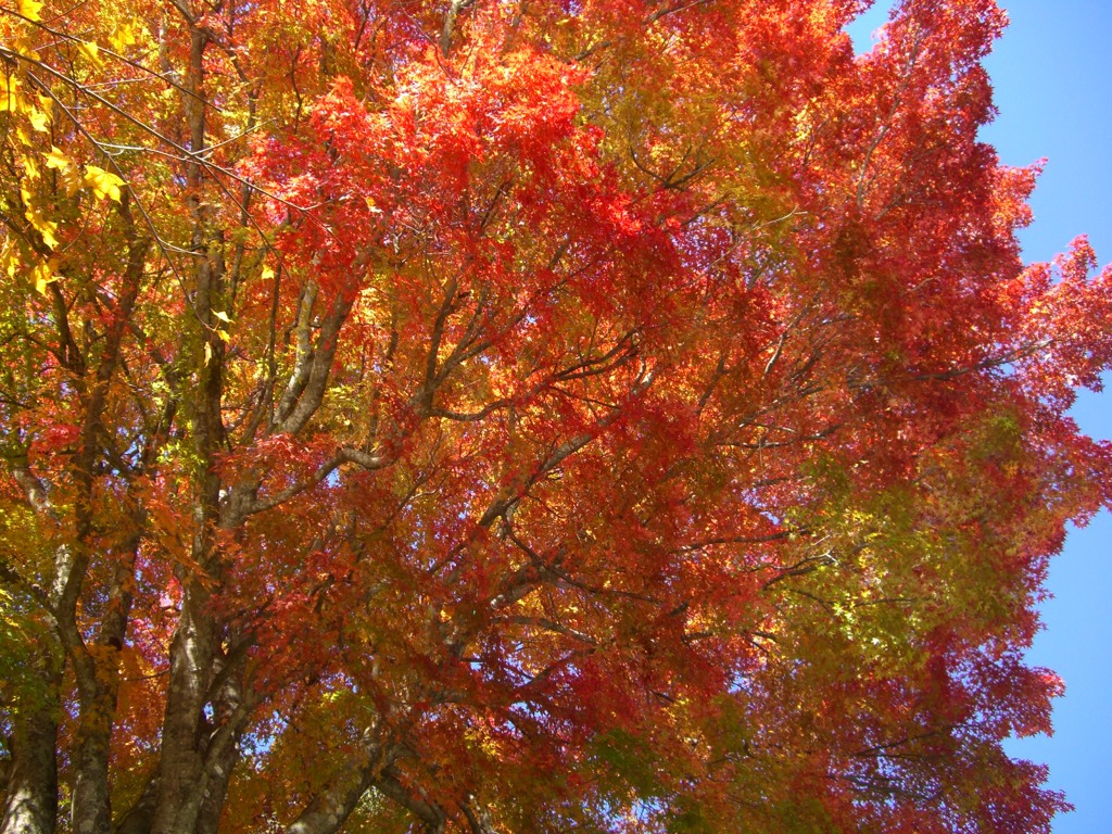 五色沼の紅葉