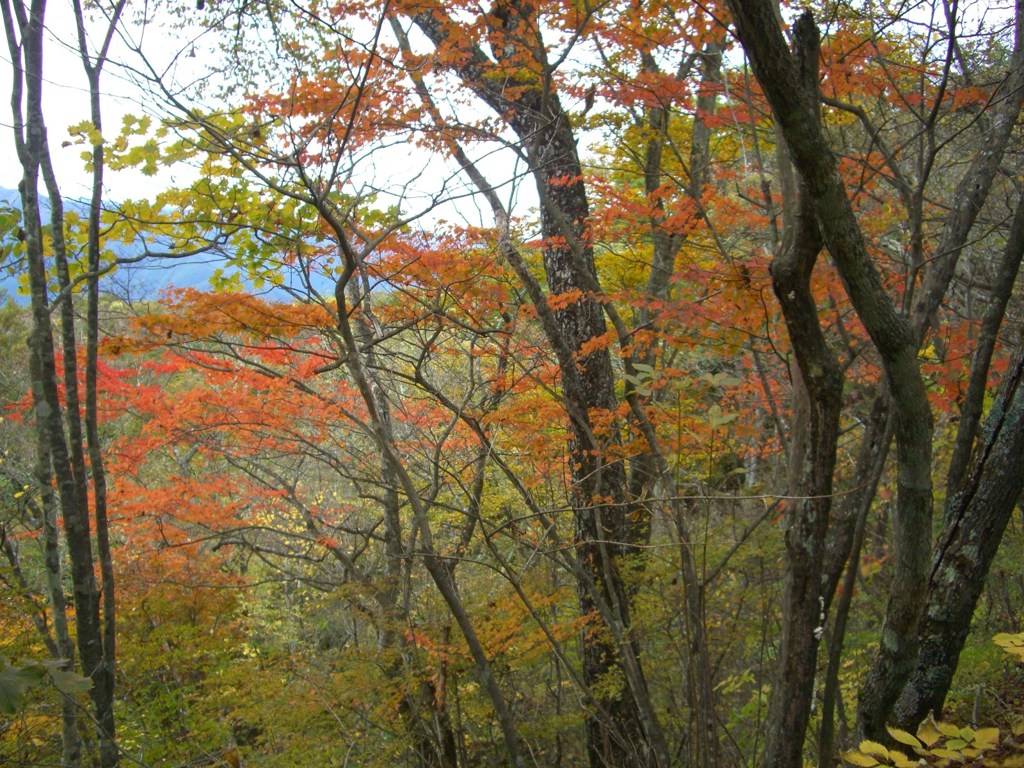 三頭山