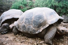 ガラパゴスゾウガメ