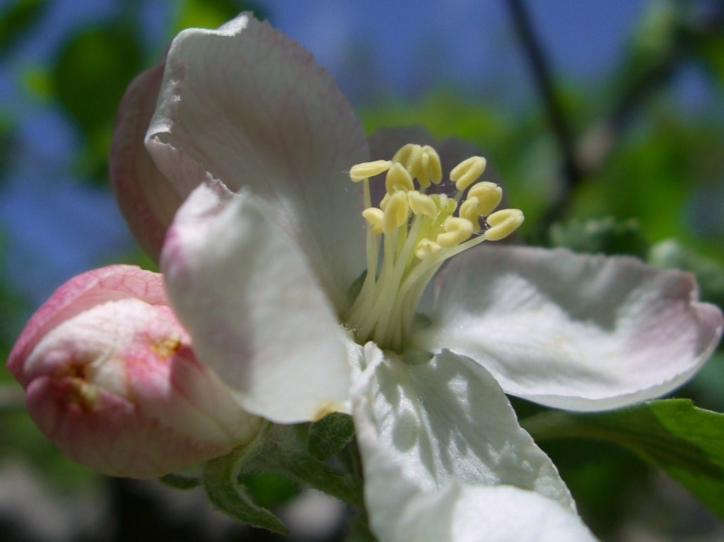 ﾘﾝｺﾞ･ｹﾝﾄの花