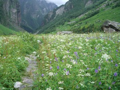 花の谷（インド）