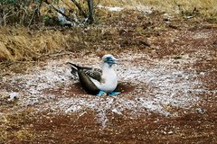 アオアシカツオドリ