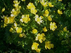 ミヤマキンポウゲ