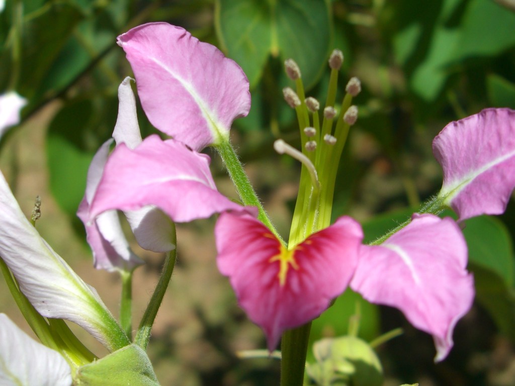 マダガスカルの花