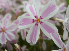 多摩の流れ（芝桜）