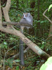 カンムリキツネザル