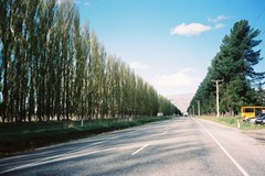 並木（ニュ－ジ－ランド）